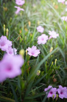 The background image of the colorful flowers, background nature