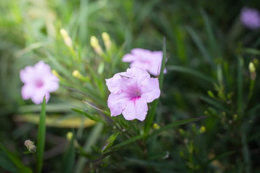 The background image of the colorful flowers, background nature