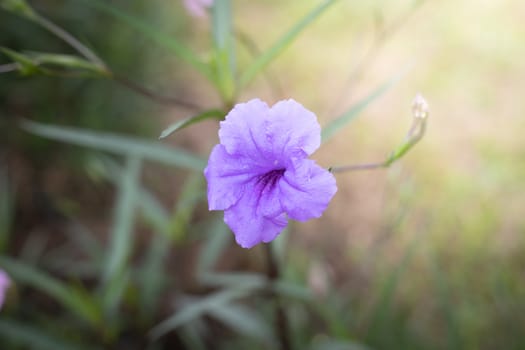 The background image of the colorful flowers, background nature