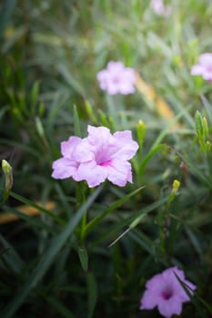 The background image of the colorful flowers, background nature