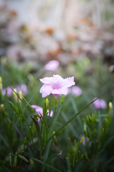 The background image of the colorful flowers, background nature