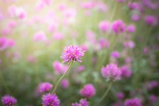 The background image of the colorful flowers, background nature