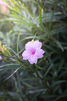 The background image of the colorful flowers, background nature