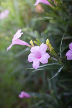 The background image of the colorful flowers, background nature