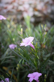 The background image of the colorful flowers, background nature