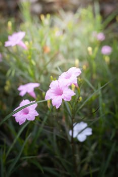 The background image of the colorful flowers, background nature