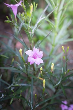 The background image of the colorful flowers, background nature