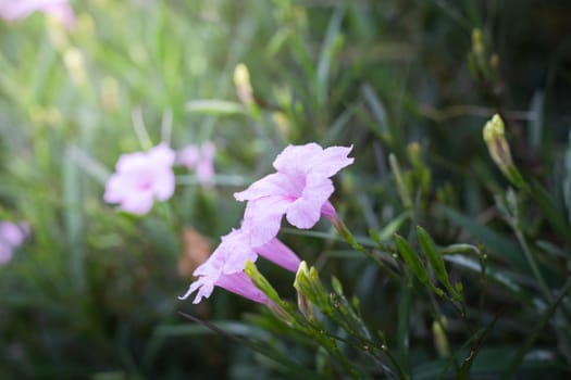 The background image of the colorful flowers, background nature