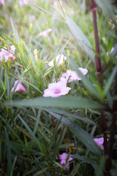 The background image of the colorful flowers, background nature