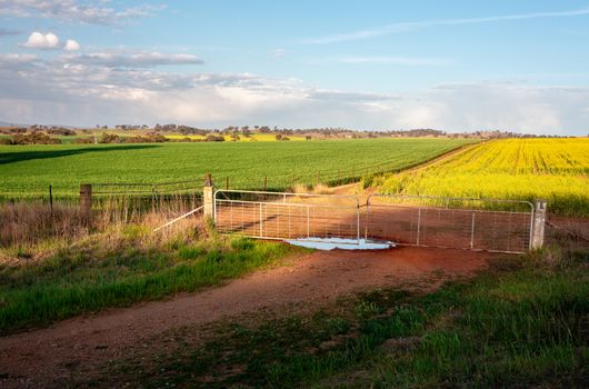 Farmlands growing crops of wheat and canola in rural Central West locality of Cowra