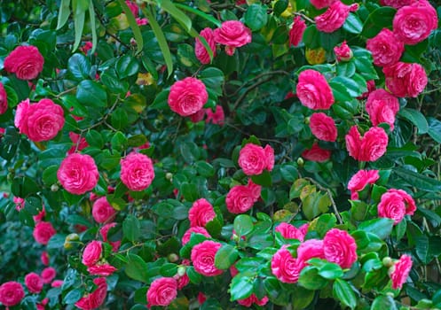 Bunch of pink roses in full bloom