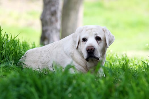 the yellow labrador sitting in the park