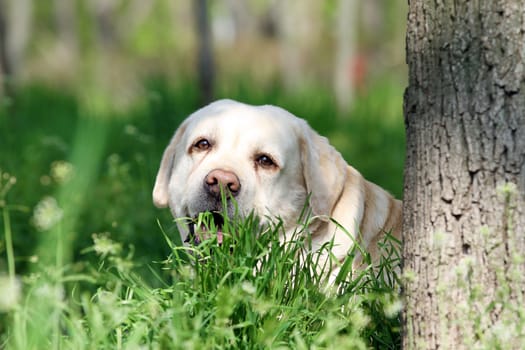 sweet yellow labrador sitting in the park