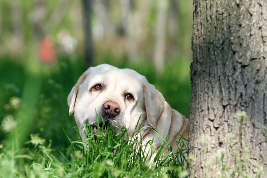yellow labrador sitting in the park