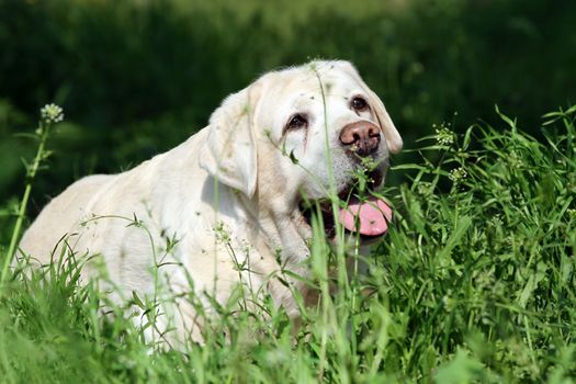 the sweet yellow labrador sitting in the park