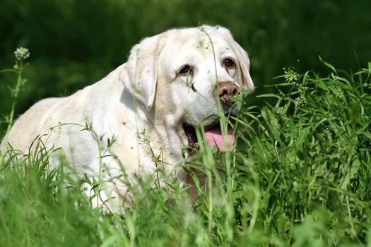 a sweet yellow labrador sitting in the park