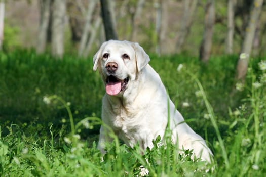 the nice sweet yellow labrador sitting in the park