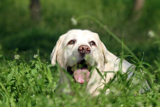 a nice sweet yellow labrador sitting in the park