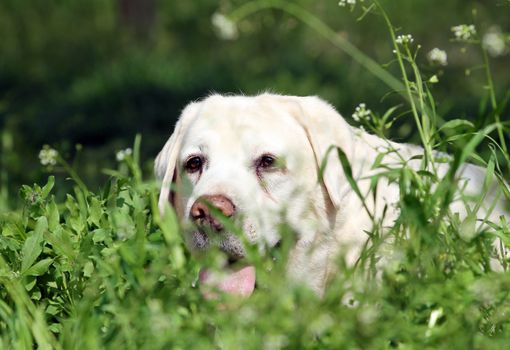 nice sweet yellow labrador sitting in the park portrait