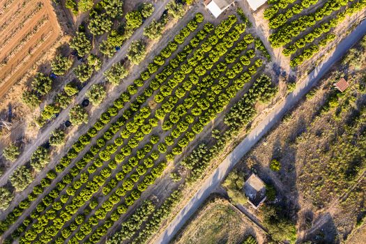 top view of a fruit trees plantation of a farm, green field agriculture industry aerial view