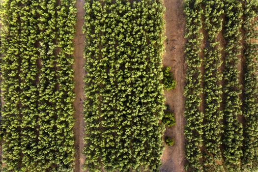 top view of a perfectly aligned farm fruit trees plantation, green field background agricultural industry aerial view
