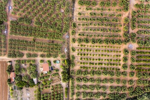 top view of different crop fields of a farm and its plantation, field background agricultural industry aerial view
