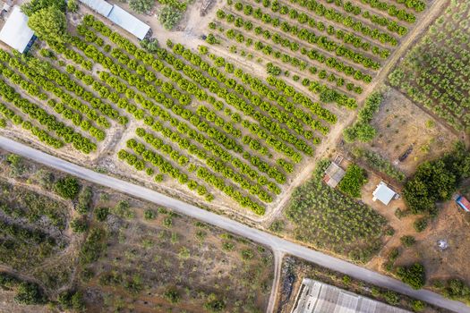 top view of a rural road between crops and farms, green field background agricultural industry aerial view