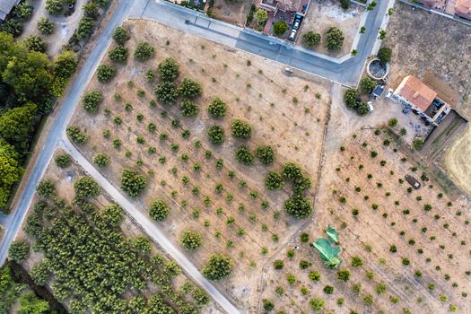 top view of a farm and its crops, field background agricultural industry aerial view