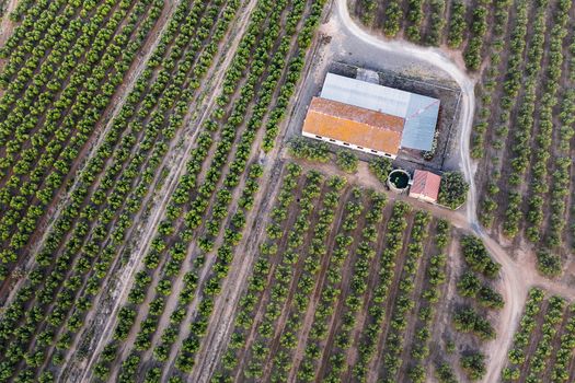 top view of a farm and its plantation, field background agricultural industry aerial view