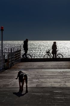 Silhouette of a lovely bloodhound puppy at 5 months old walking along the promenade against the sea.