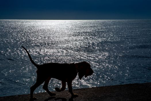 Silhouette of a lovely bloodhound puppy at 5 months old walking along the promenade against the sea.