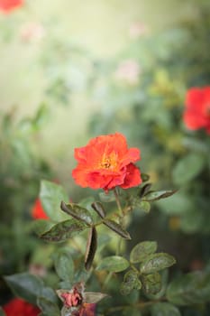 The background image of the colorful flowers, background nature