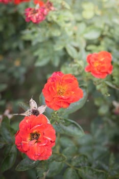 The background image of the colorful flowers, background nature