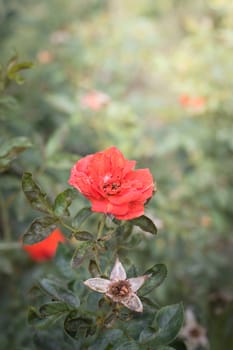 The background image of the colorful flowers, background nature