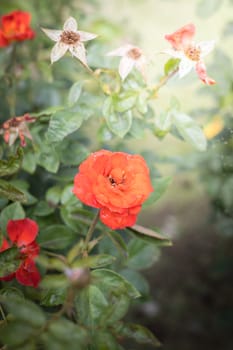 The background image of the colorful flowers, background nature