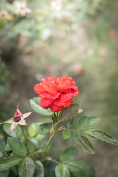 The background image of the colorful flowers, background nature