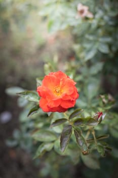 The background image of the colorful flowers, background nature