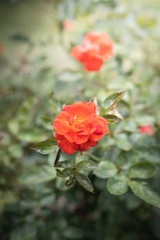 The background image of the colorful flowers, background nature