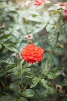 The background image of the colorful flowers, background nature