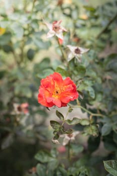 The background image of the colorful flowers, background nature