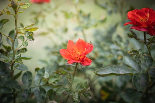 The background image of the colorful flowers, background nature