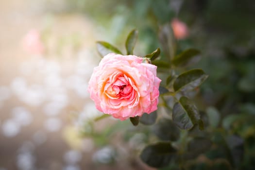 The background image of the colorful flowers, background nature