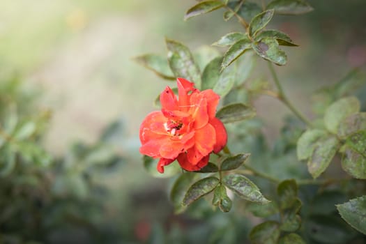 The background image of the colorful flowers, background nature