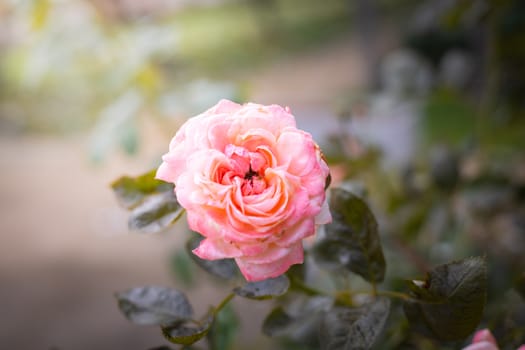 The background image of the colorful flowers, background nature
