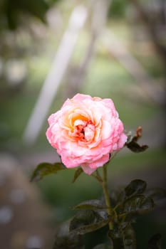 The background image of the colorful flowers, background nature