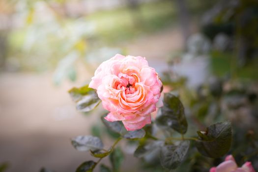 The background image of the colorful flowers, background nature