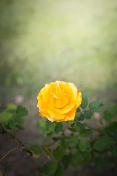 The background image of the colorful flowers, background nature