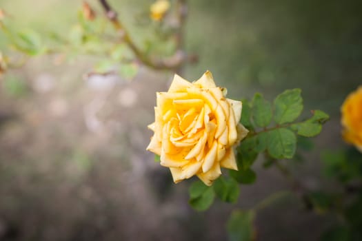 The background image of the colorful flowers, background nature