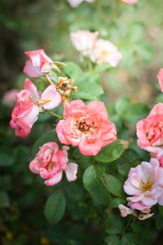 The background image of the colorful flowers, background nature