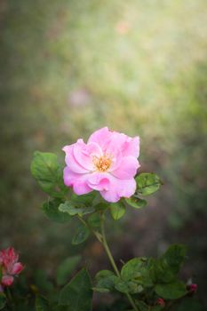 The background image of the colorful flowers, background nature